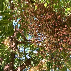 Photo of the plant species Cyprus Turpentine by @LovablyBegonia named Eva on Greg, the plant care app