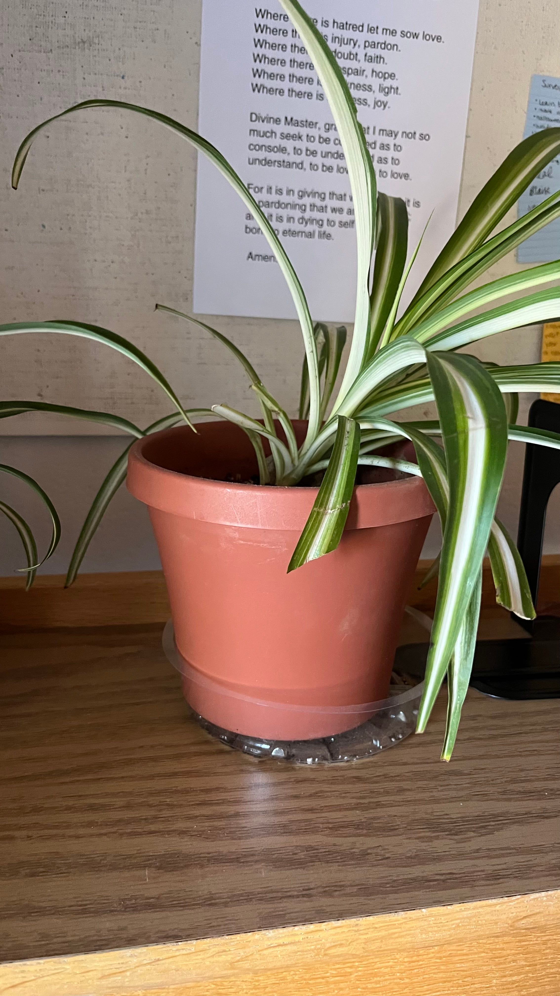 Why is my spider plant falling over?