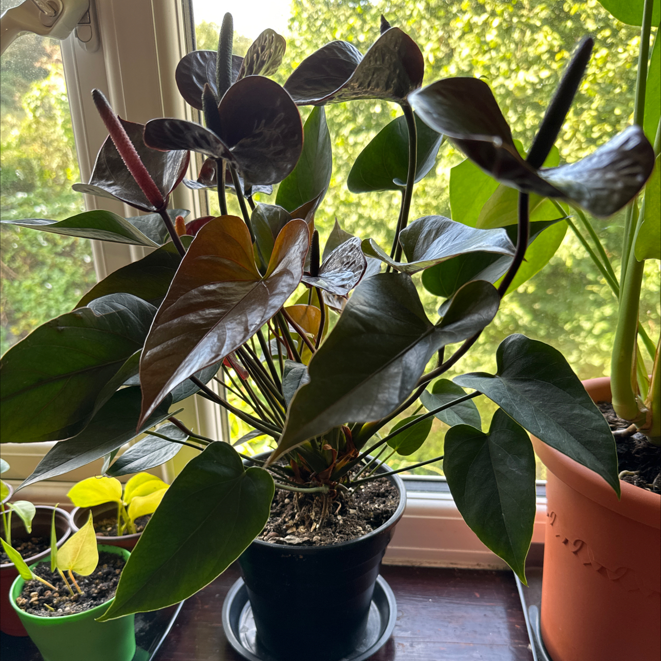 Photo of the plant species Andraenum by @EarthlyPinkruby named Lola on Greg, the plant care app
