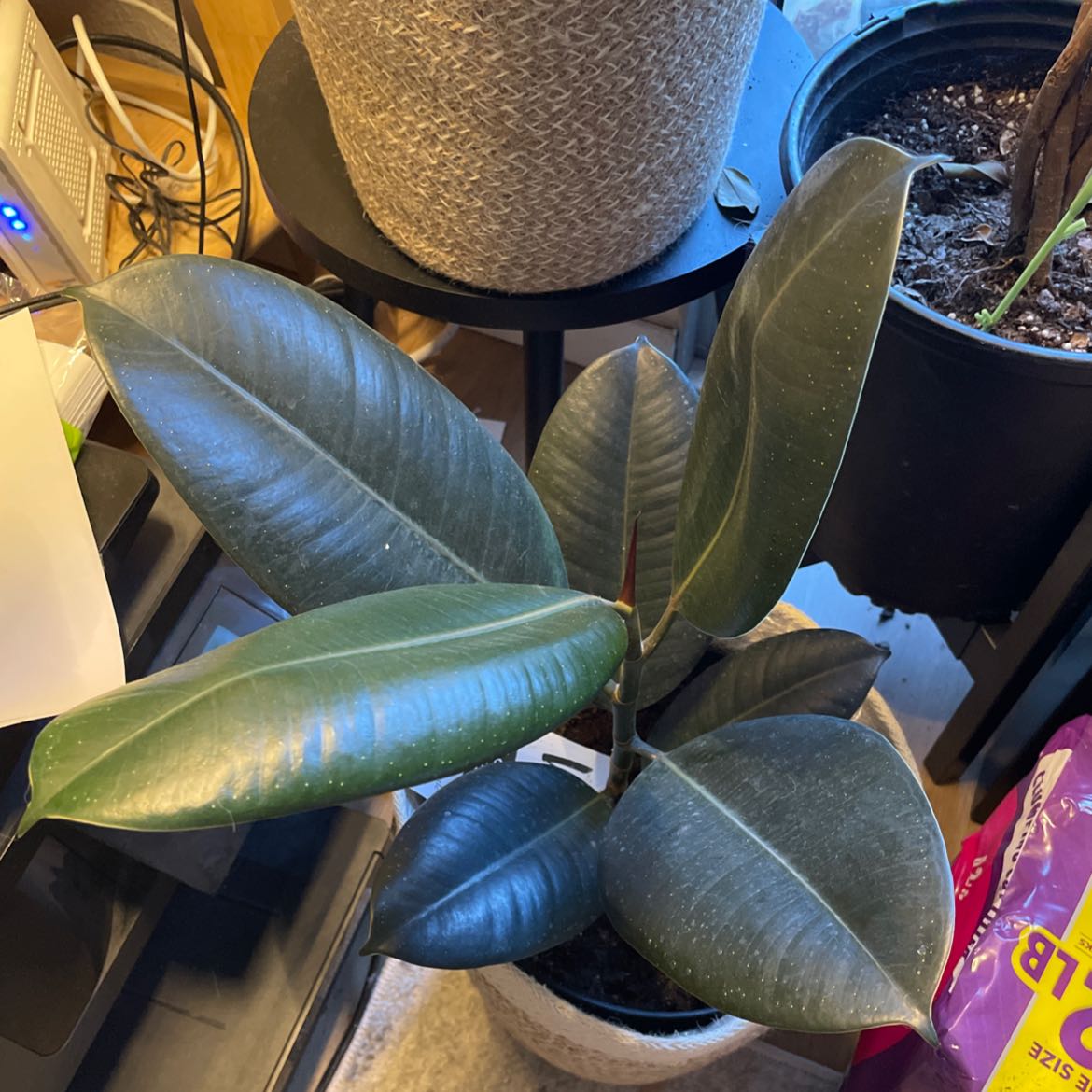 Burgundy Rubber Tree with dark green, glossy leaves in a pot. Soil is visible.