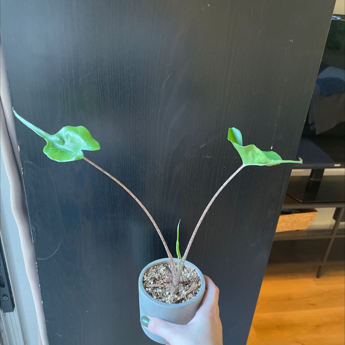 Stingray Elephant Ear plant with two leaves in a small pot, held by a hand.