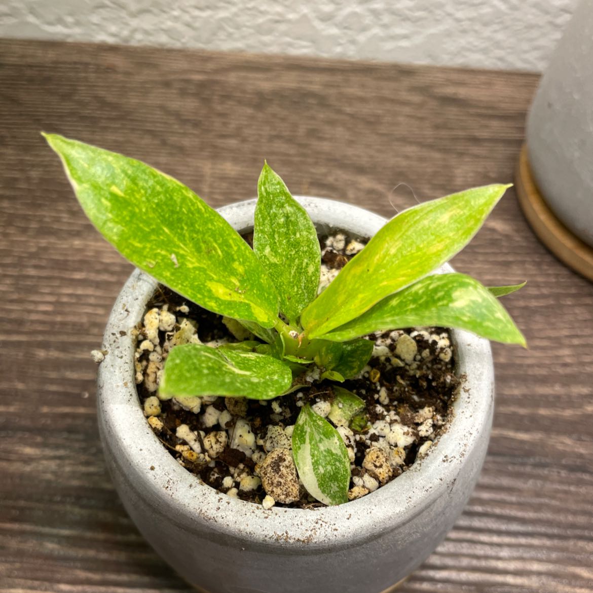 Philodendron 'Ring of Fire' plant in a pot with visible soil, healthy green leaves.