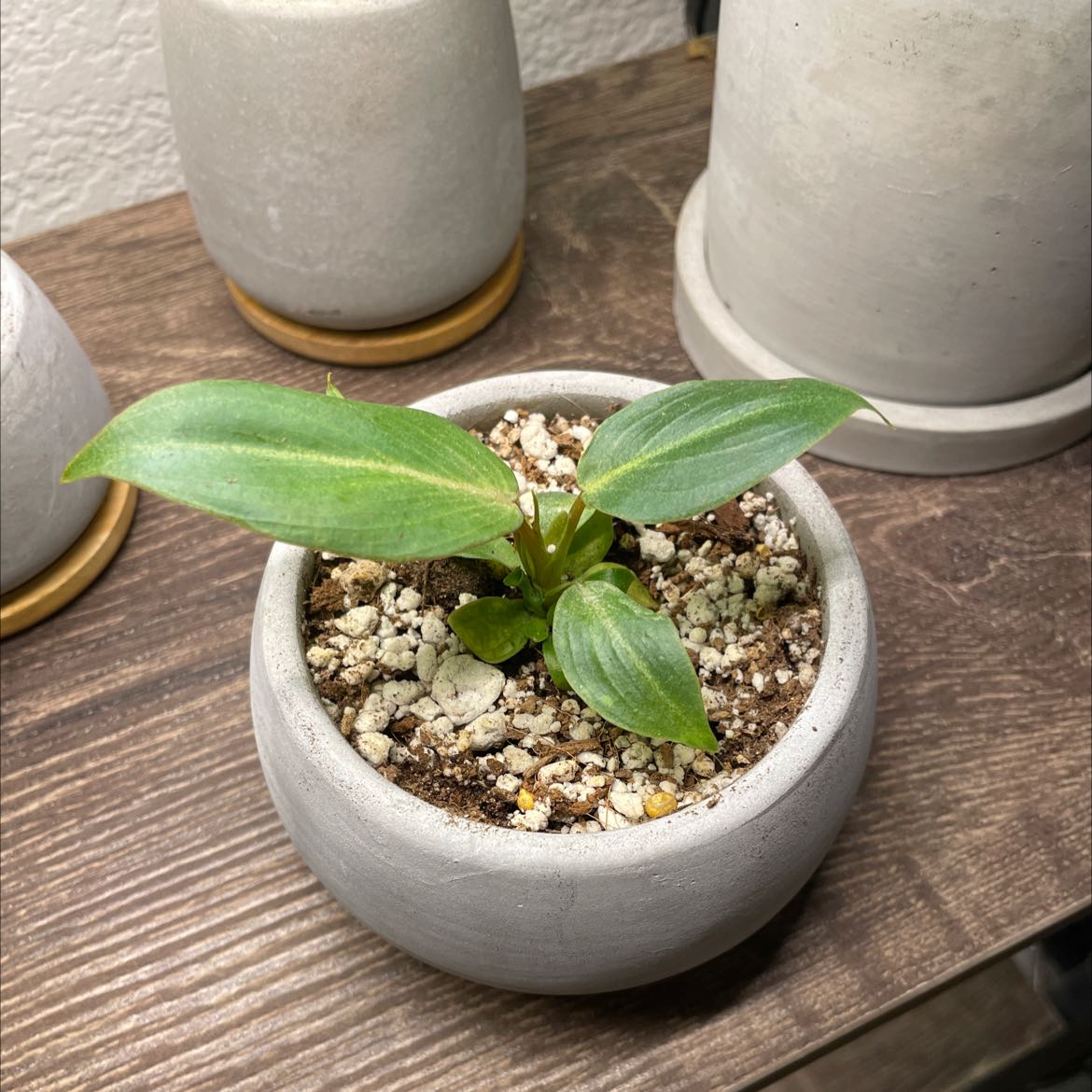 Philodendron gloriosum plant in a white pot with visible soil and green leaves.