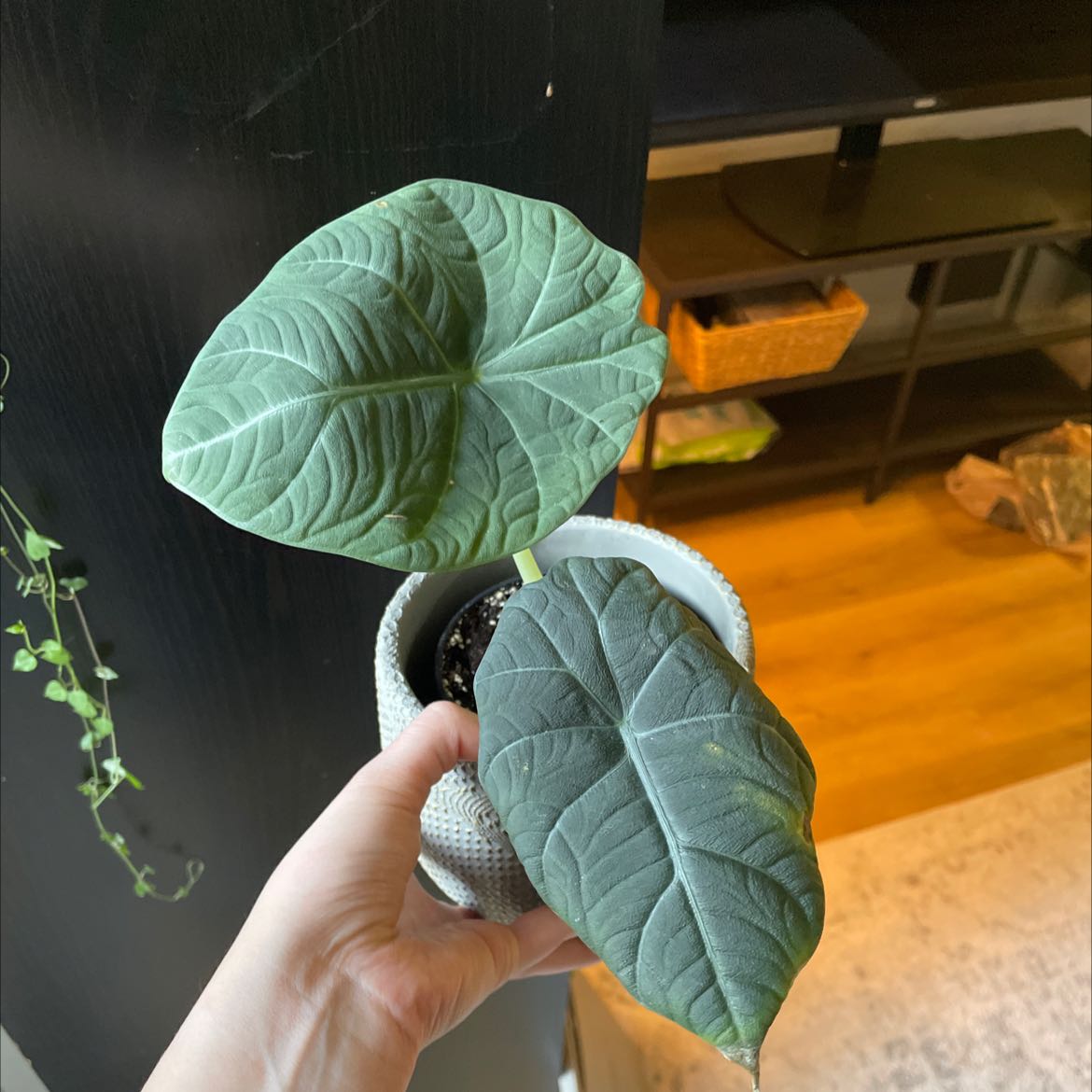 Alocasia 'Dragon Scale' plant with two large leaves, one showing yellowing and browning, held in a pot.