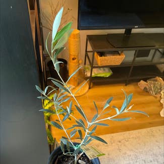 Olive Tree plant in Somewhere on Earth