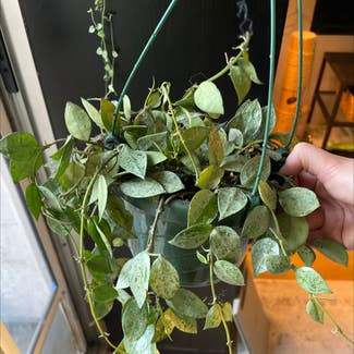 Hoya 'Eskimo' plant in Somewhere on Earth
