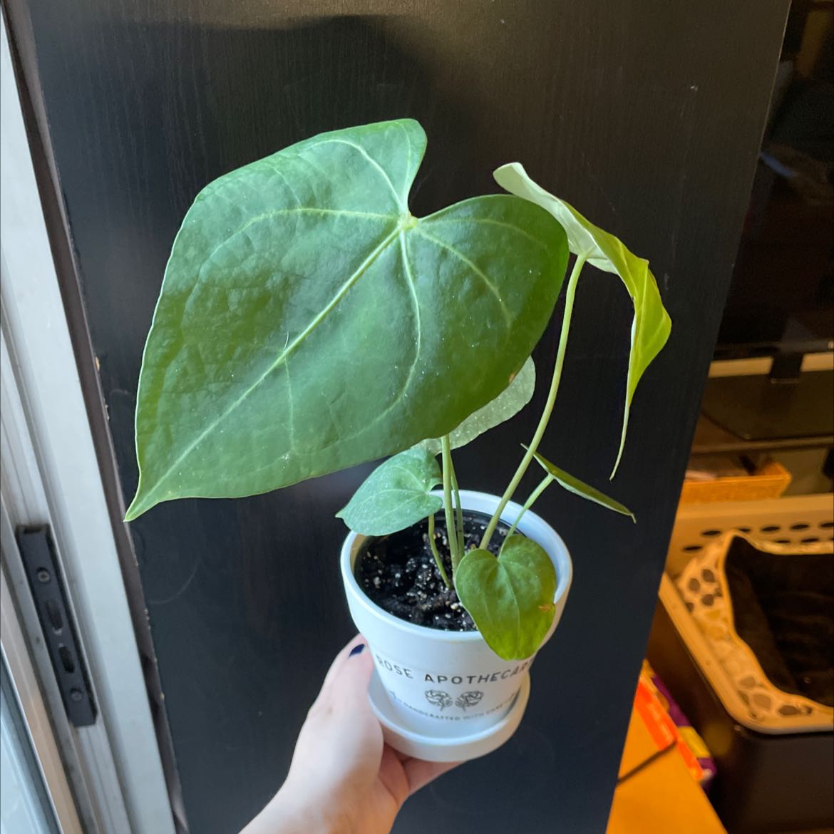 Potted Velvet Cardboard Anthurium with large, healthy leaves held by a hand.