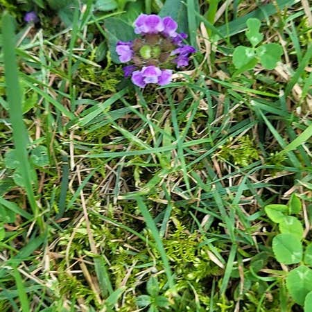 Photo of the plant species Common Selfheal by @FacileRaspfern named Tolkien on Greg, the plant care app