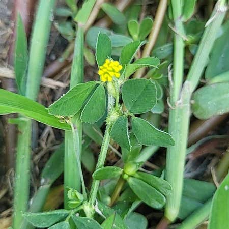 Photo of the plant species Black Medick by @FacileRaspfern named Stella on Greg, the plant care app