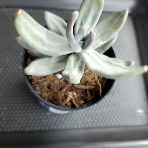 Photo of the plant species Pachyphytum werdermannii by @BestLilliput named Orlando Bloom on Greg, the plant care app