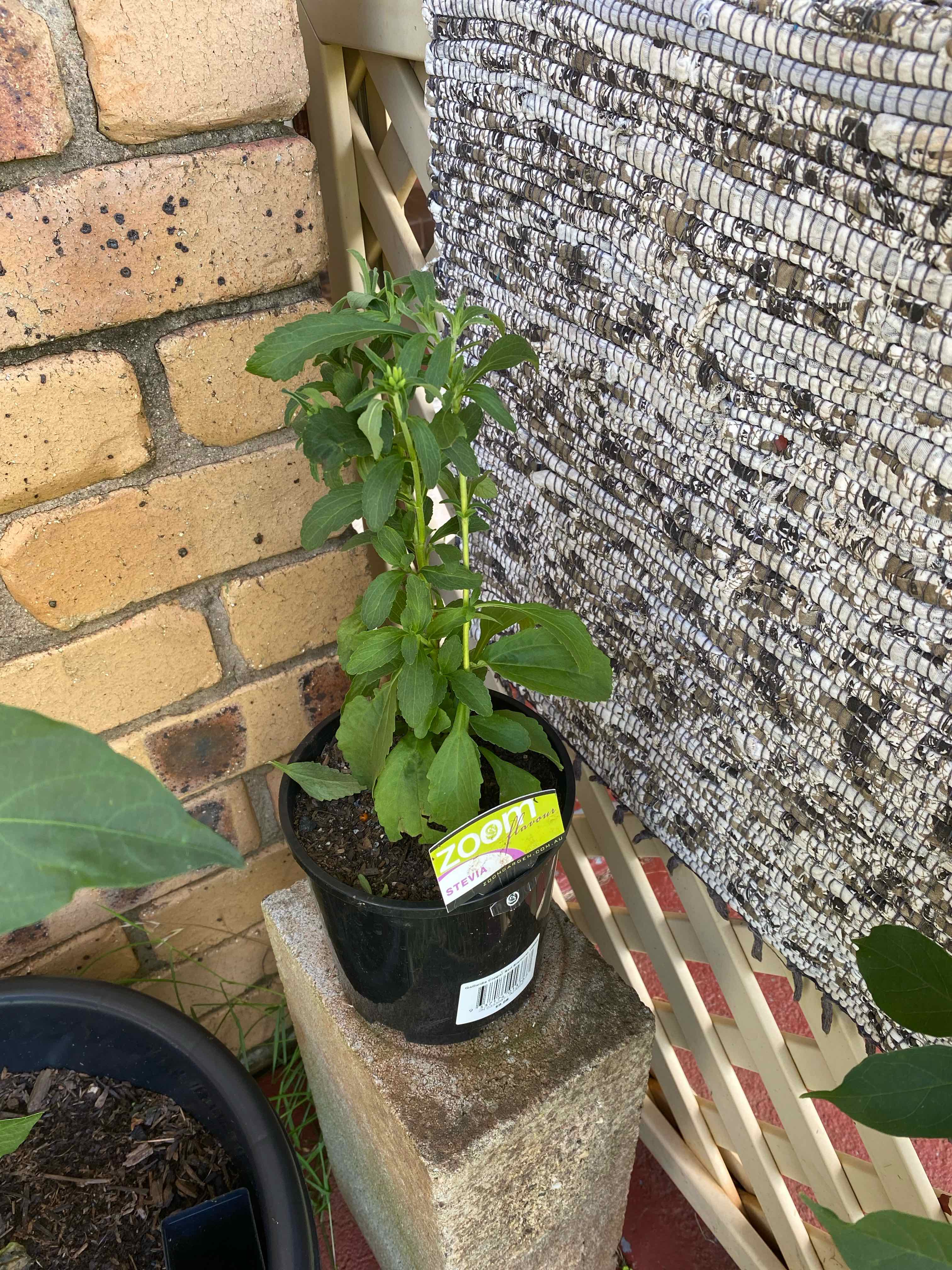 Potted Sweetleaf plant on a concrete block next to a brick wall and woven screen.