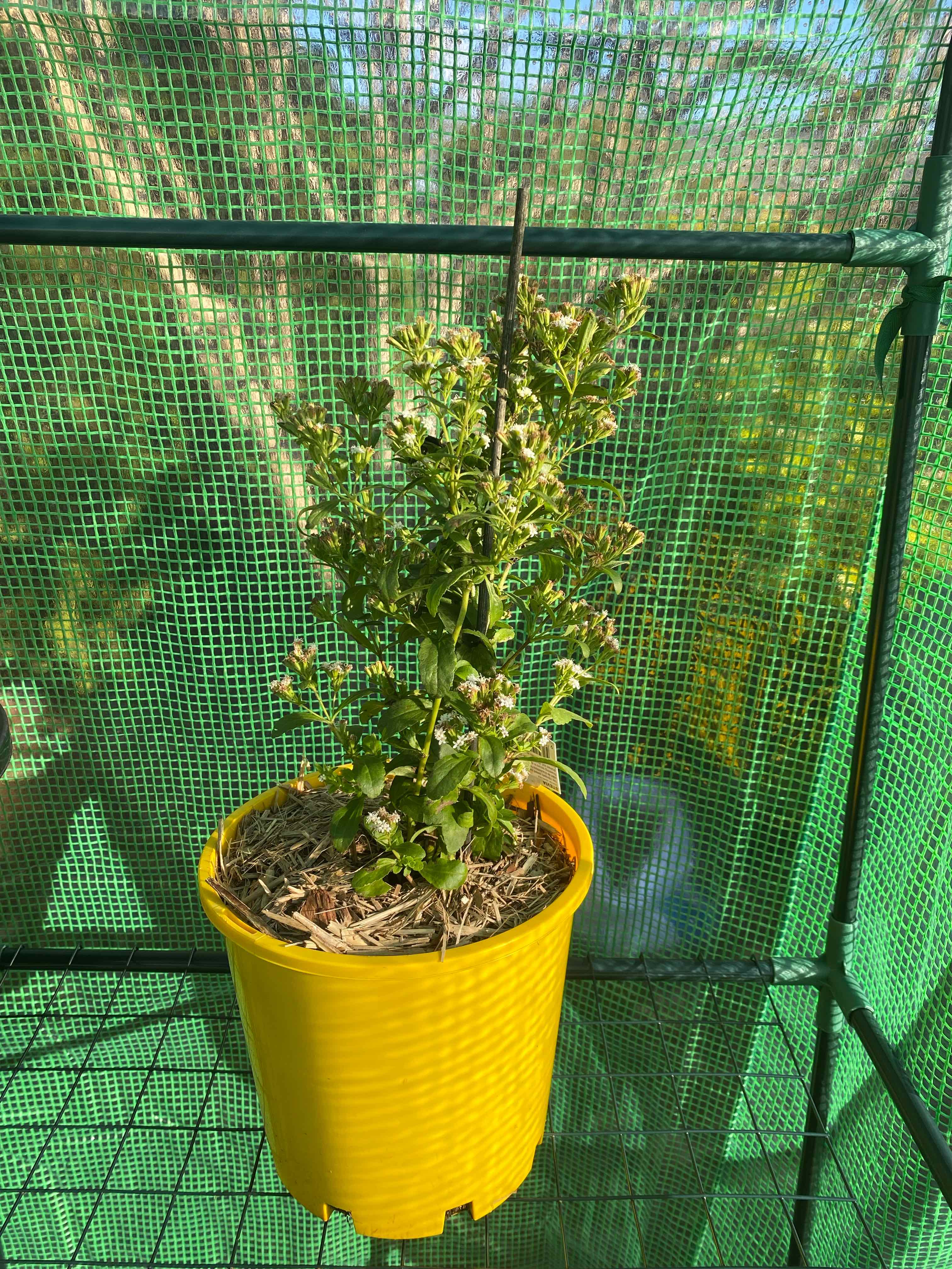 Sweetleaf plant in a yellow pot with some leaf discoloration, in a green mesh structure.
