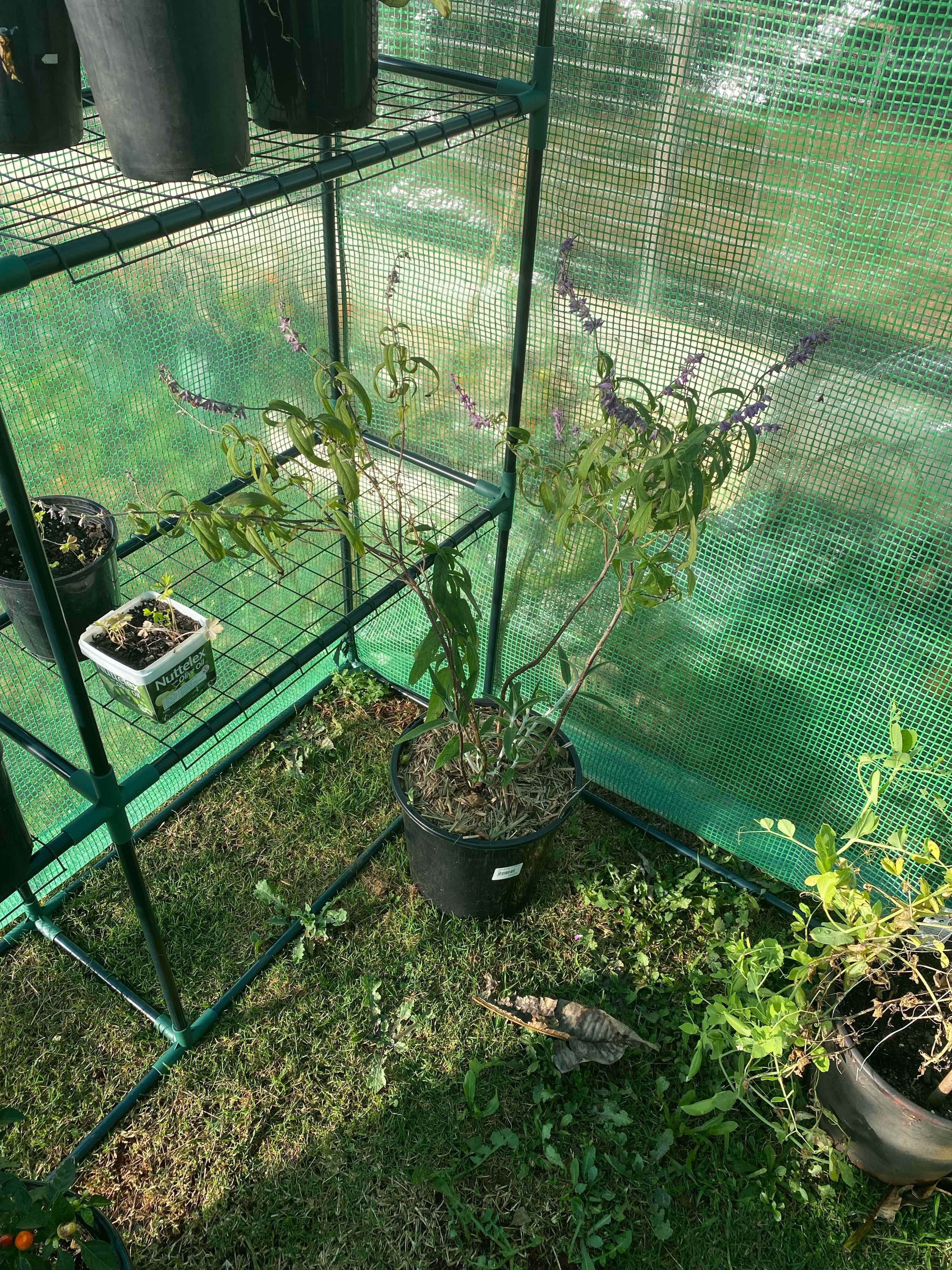 Mexican Bush Sage plant in a pot with purple flowers, in a greenhouse.