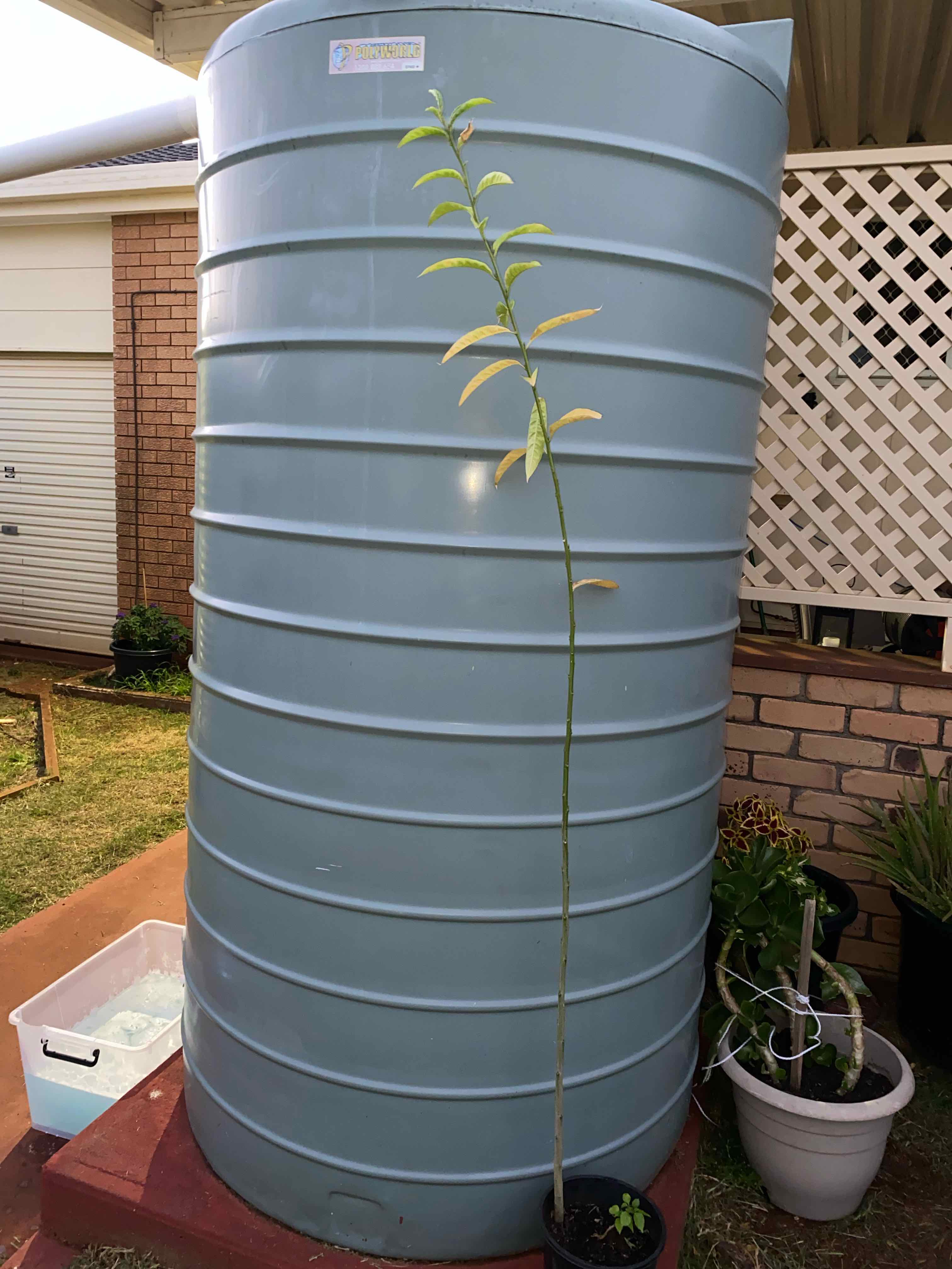 🌙 What Does It Mean When Nightblooming Jasmine Blooms?