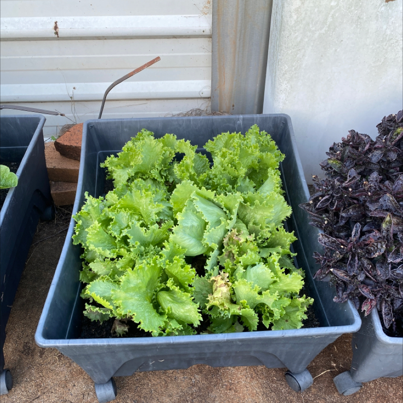 Photo of the plant species Baby Carrot by @ItsMeStevieG named Carrots on Greg, the plant care app