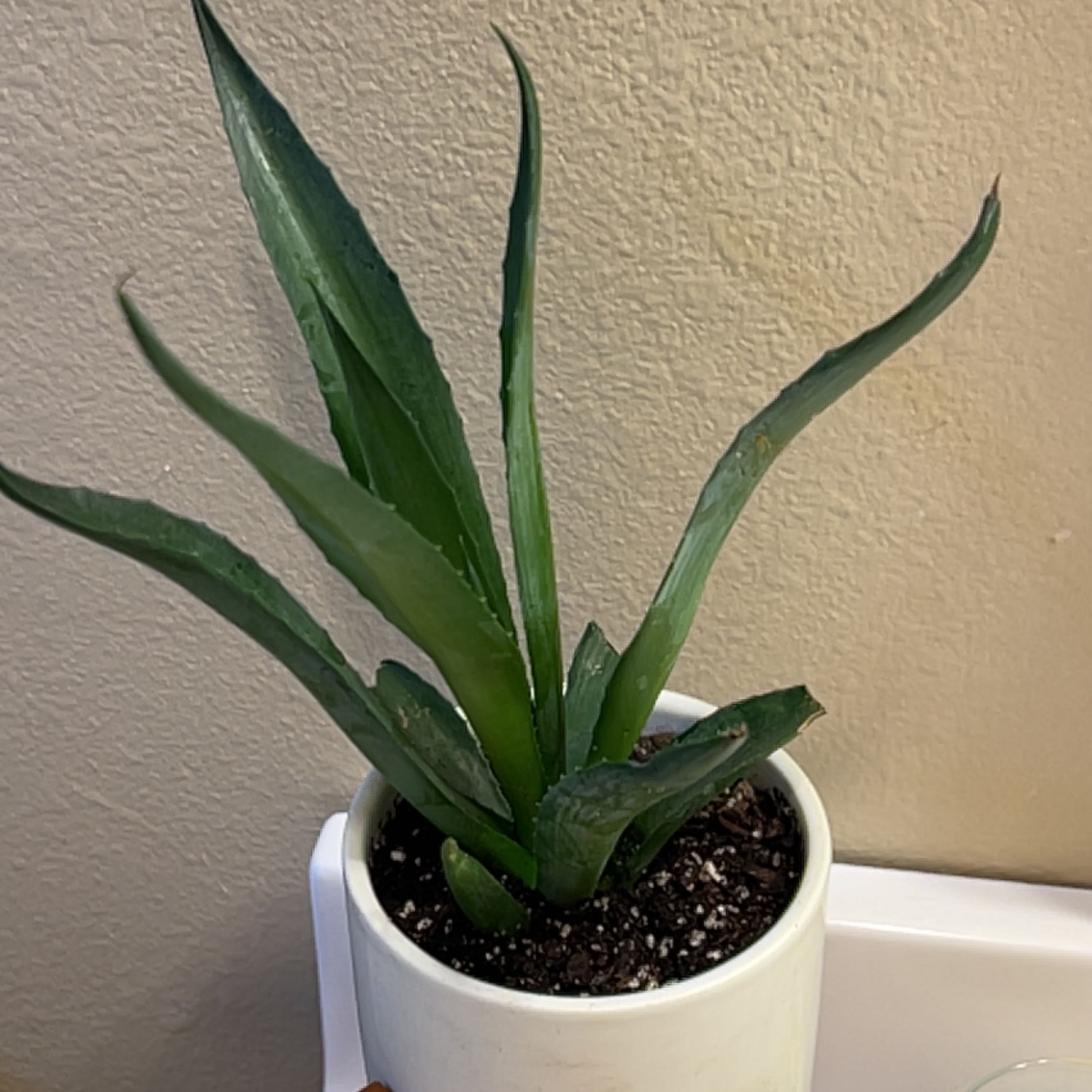 Potted Agave desmettiana 'Variegata' plant with healthy green leaves.
