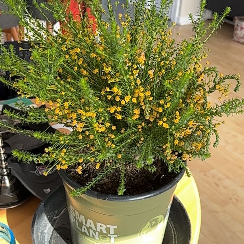 Photo of the plant species Honey Euryops by @ClearLavaplant named Treeyoncé on Greg, the plant care app