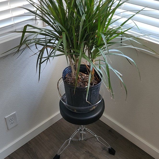 Photo of the plant species Dracaena reflexa var brevituba by @CordialNikkofir named Marley on Greg, the plant care app