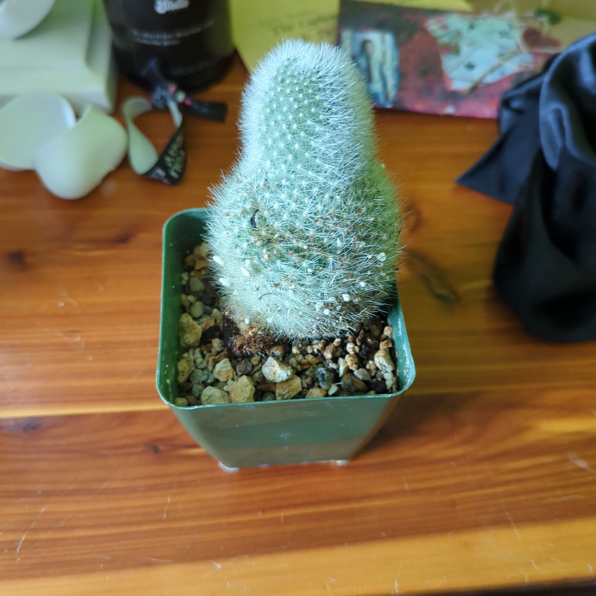 Orange Crown Cactus in a green pot on a wooden surface, appears healthy.