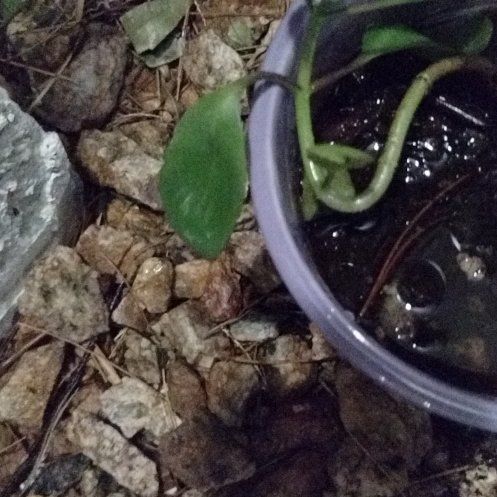 Photo of the plant species Miracle Leaf plant by @TidyGinseng named Rihanna on Greg, the plant care app