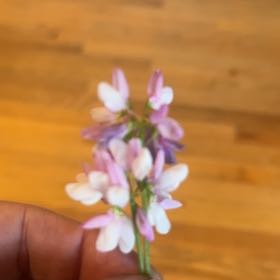 Photo of the plant species Crown Vetch 'Emerald' by @SpontaneousYuzu named Aria on Greg, the plant care app