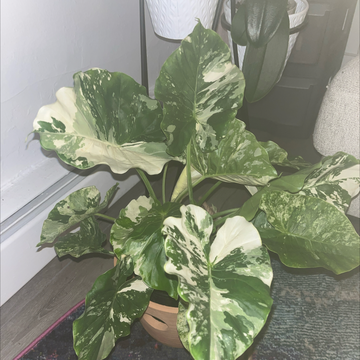 Photo of the plant species Alocasia Dawn by @Mayhem named Rainier on Greg, the plant care app