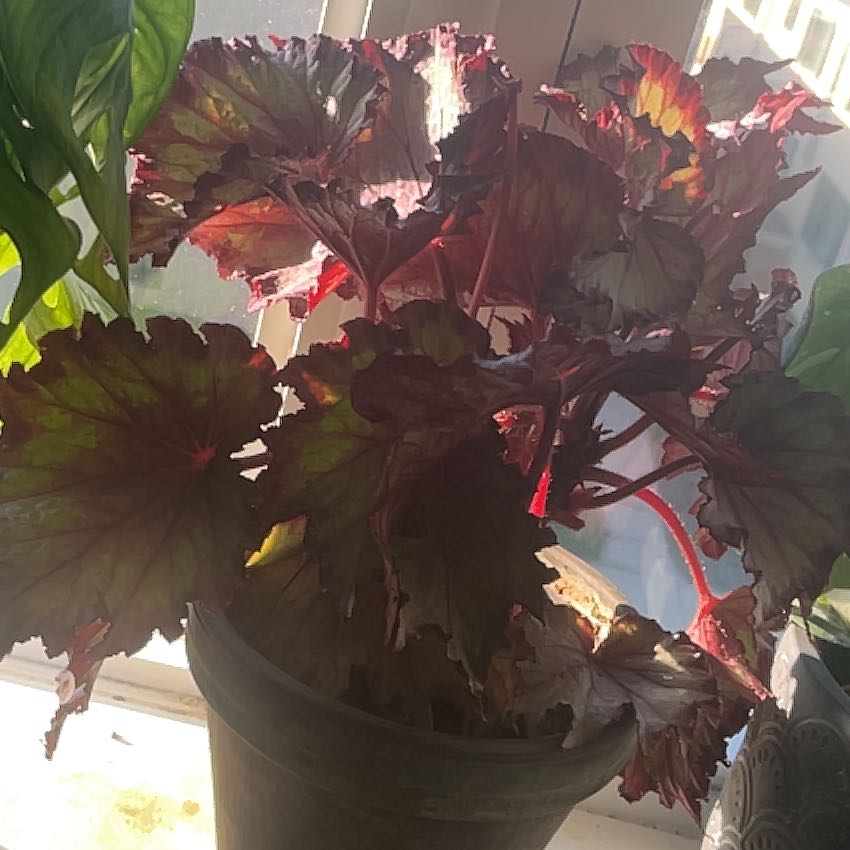 Photo of the plant species Begonia rex 'Harmony's Moody Mauve' by @Mayhem named Harley Quinn on Greg, the plant care app