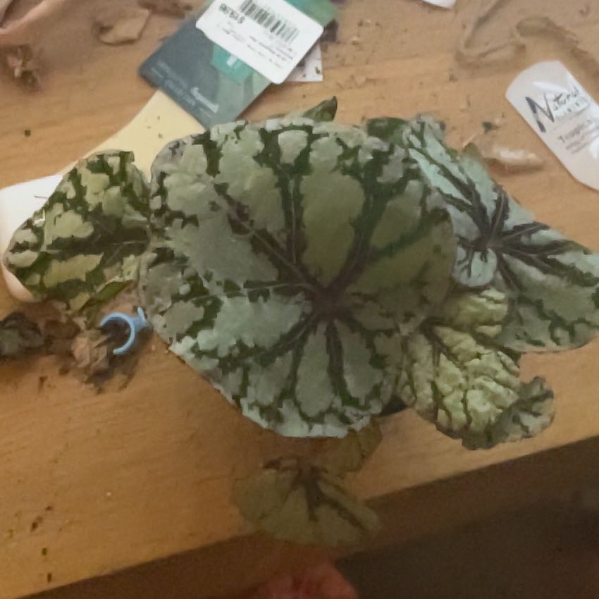 Photo of the plant species begonia Beleaf Sliver White by @Mayhem named Mochi on Greg, the plant care app
