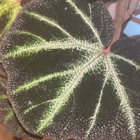 Photo of the plant species Fuzzy Begonia by @Mayhem named Solimuta B on Greg, the plant care app