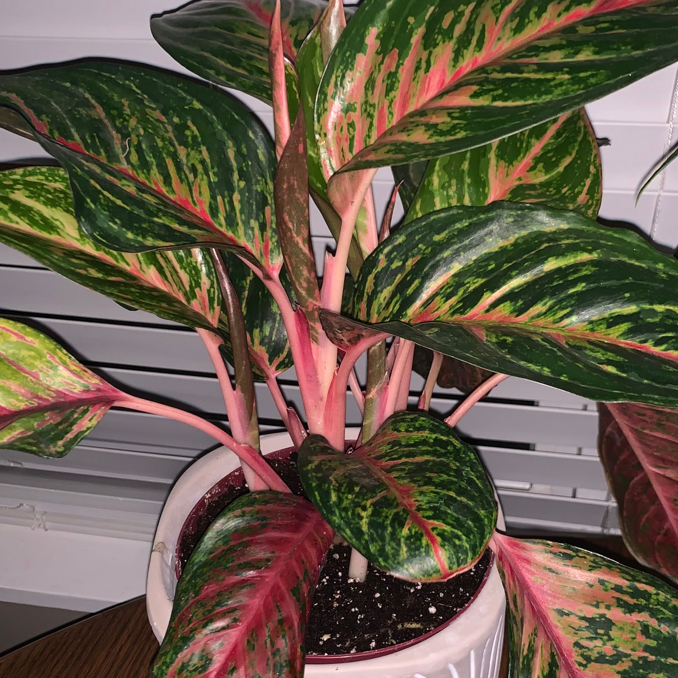 Photo of the plant species Aglaonema Spitfire by @ForrealLychee named Delilah on Greg, the plant care app