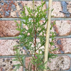 Photo of the plant species Monterey Cypress by @ElegantDuranta named Aria on Greg, the plant care app