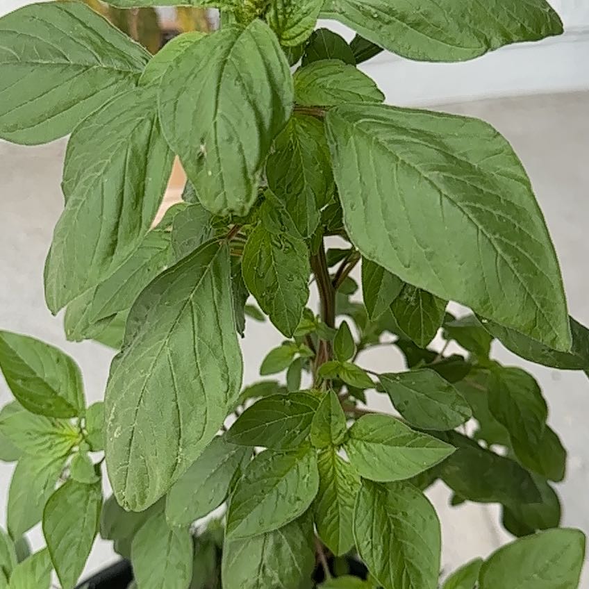 Healthy Purple Amaranth plant with vibrant green leaves.