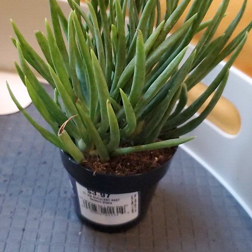Photo of the plant species Senecio vitalis by @ToughEdelweiss named Einstein on Greg, the plant care app