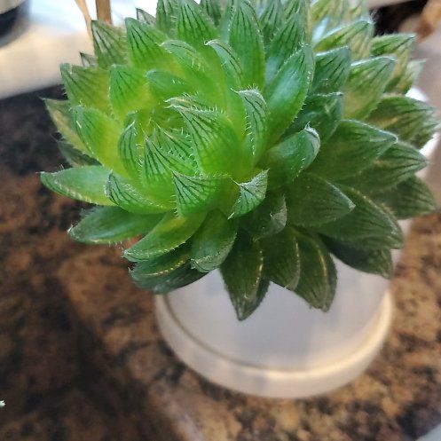 Photo of the plant species Haworthia bolusii by @ToughEdelweiss named Walt on Greg, the plant care app