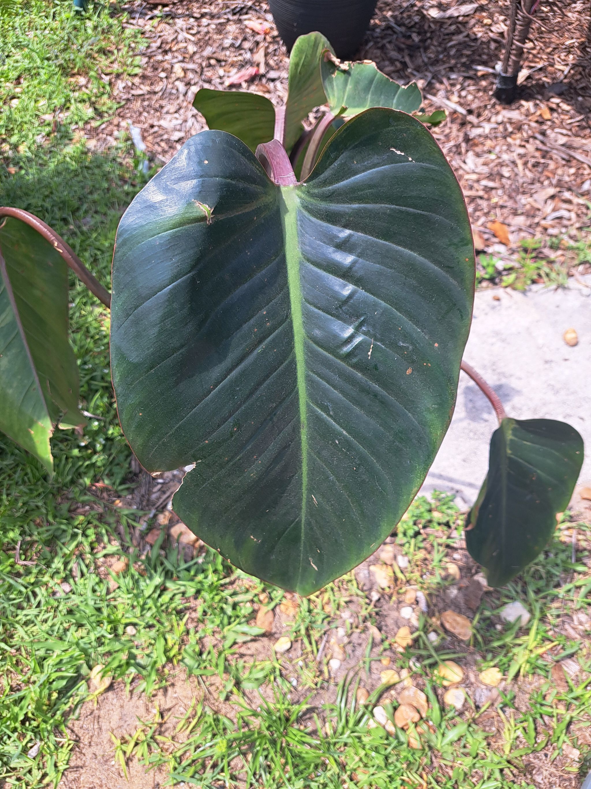 Photo of the plant species pothos by @SleekJavamoss named Keanu Leaves on Greg, the plant care app