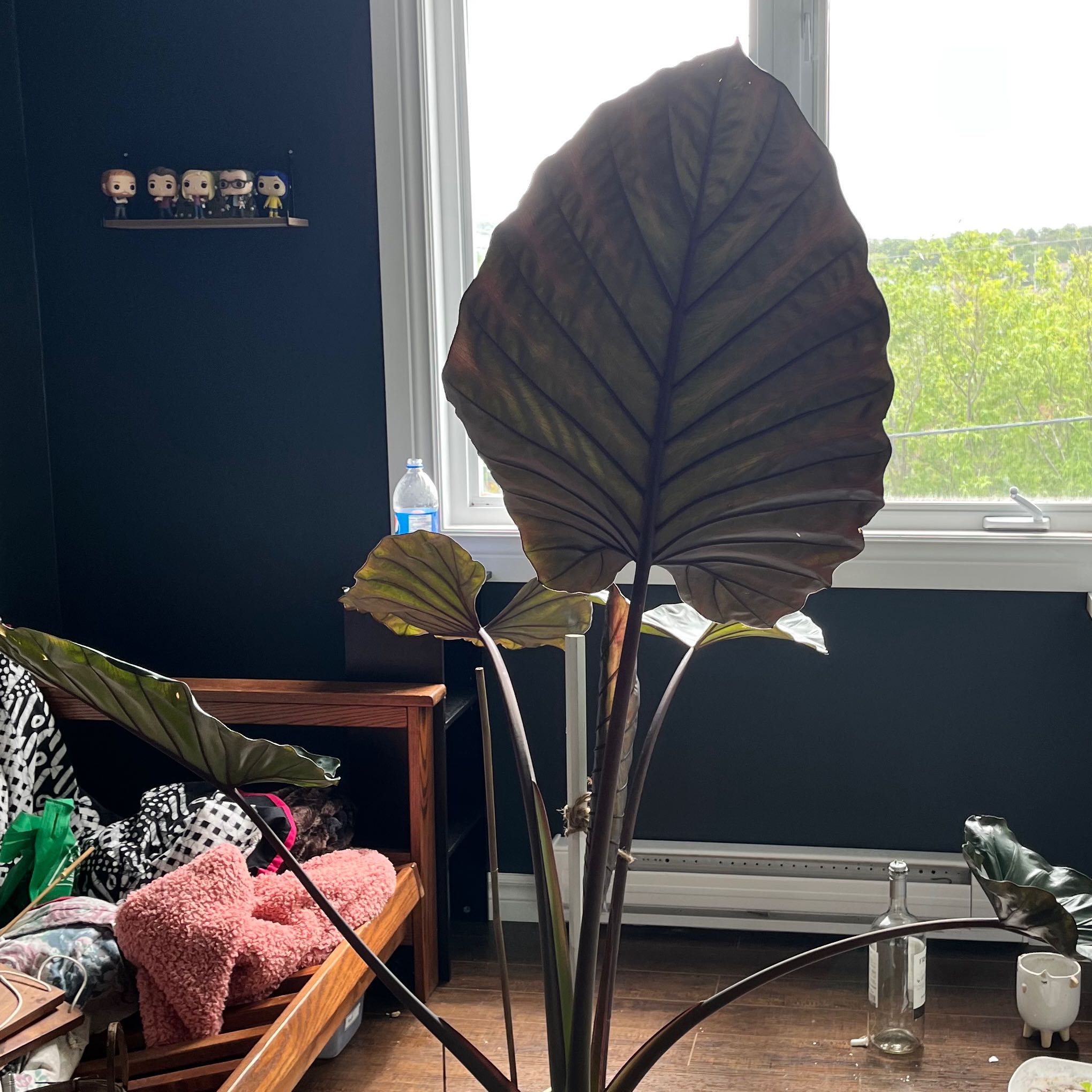 Photo of the plant species Metal Head Alocasia by @StalwartGinger named Doja Cat on Greg, the plant care app