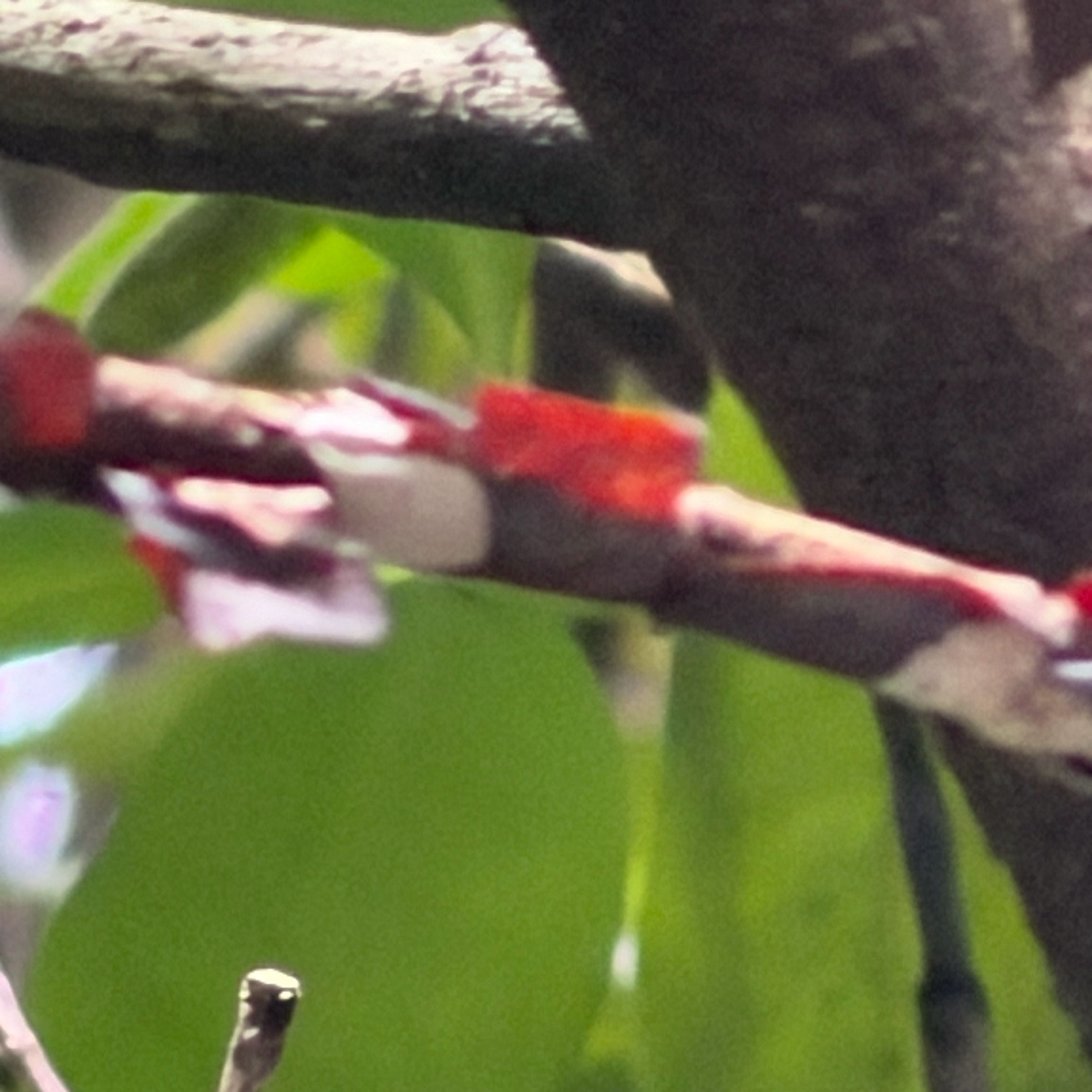 Photo of the plant species Cacao Tree by @ProudlyMahoe named Anise on Greg, the plant care app