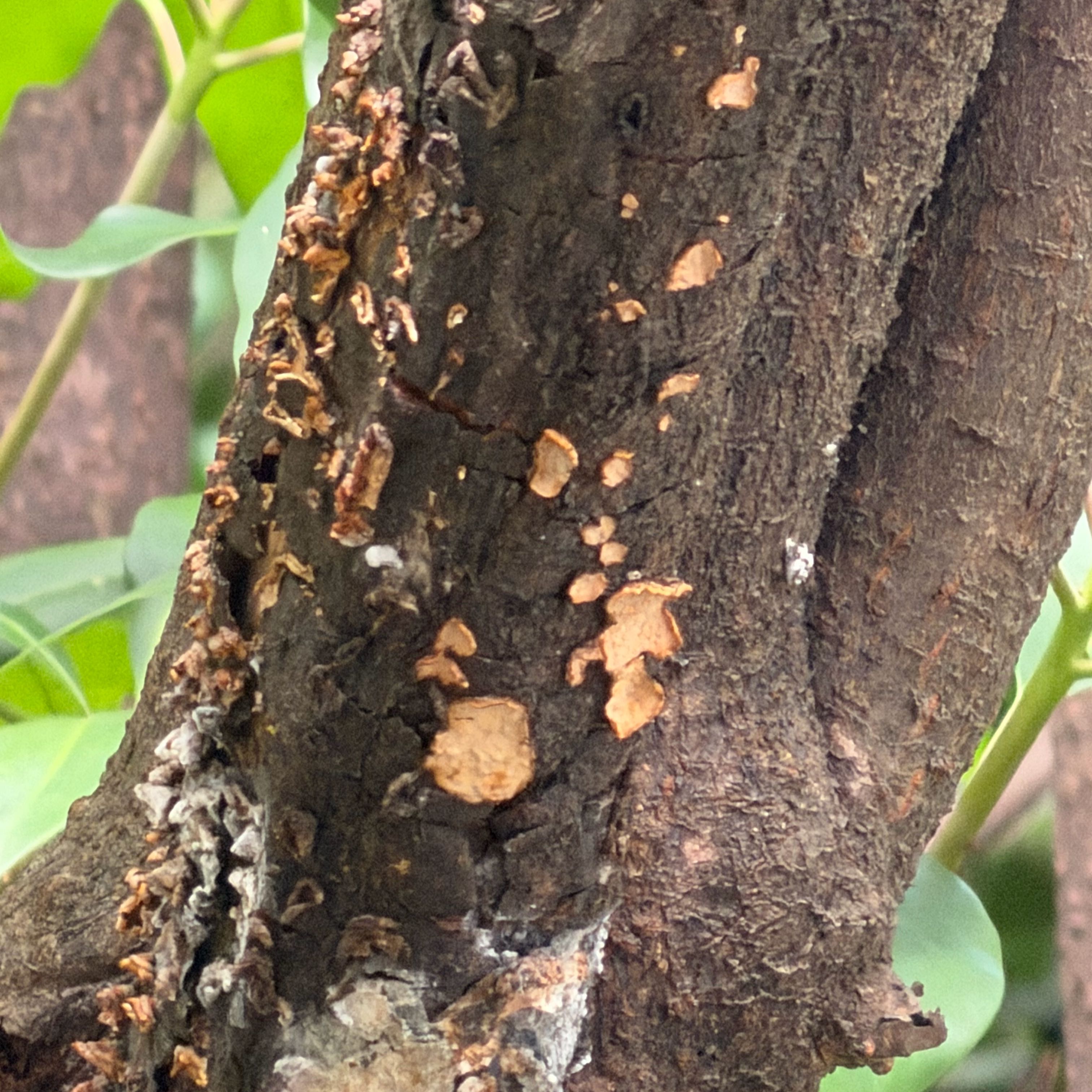 Photo of the plant species Gumbo-Limbo by @ProudlyMahoe named Anise on Greg, the plant care app