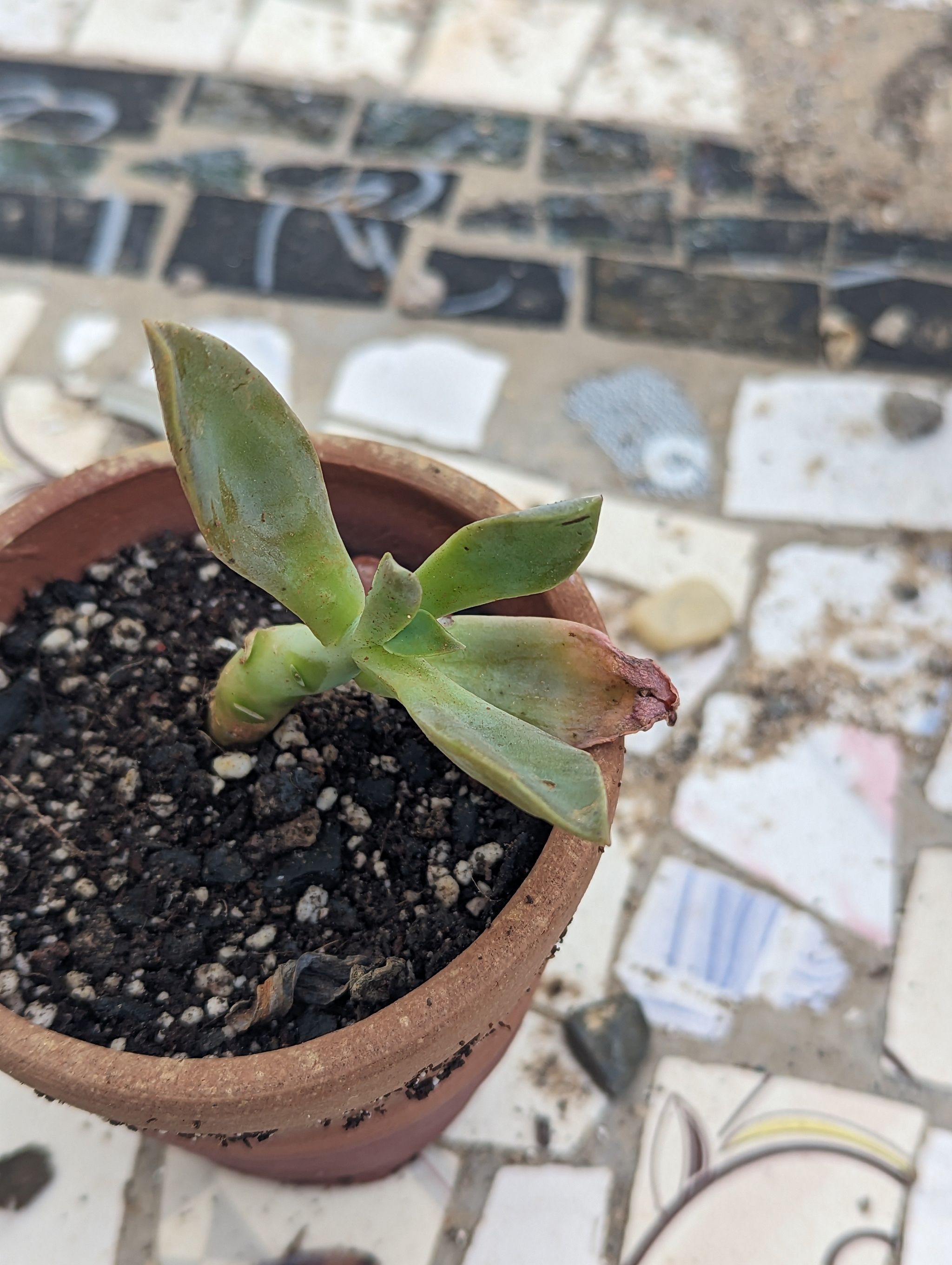 Graptosedum 'Francesco Baldi' succulent in a terracotta pot with some browning leaf tips.