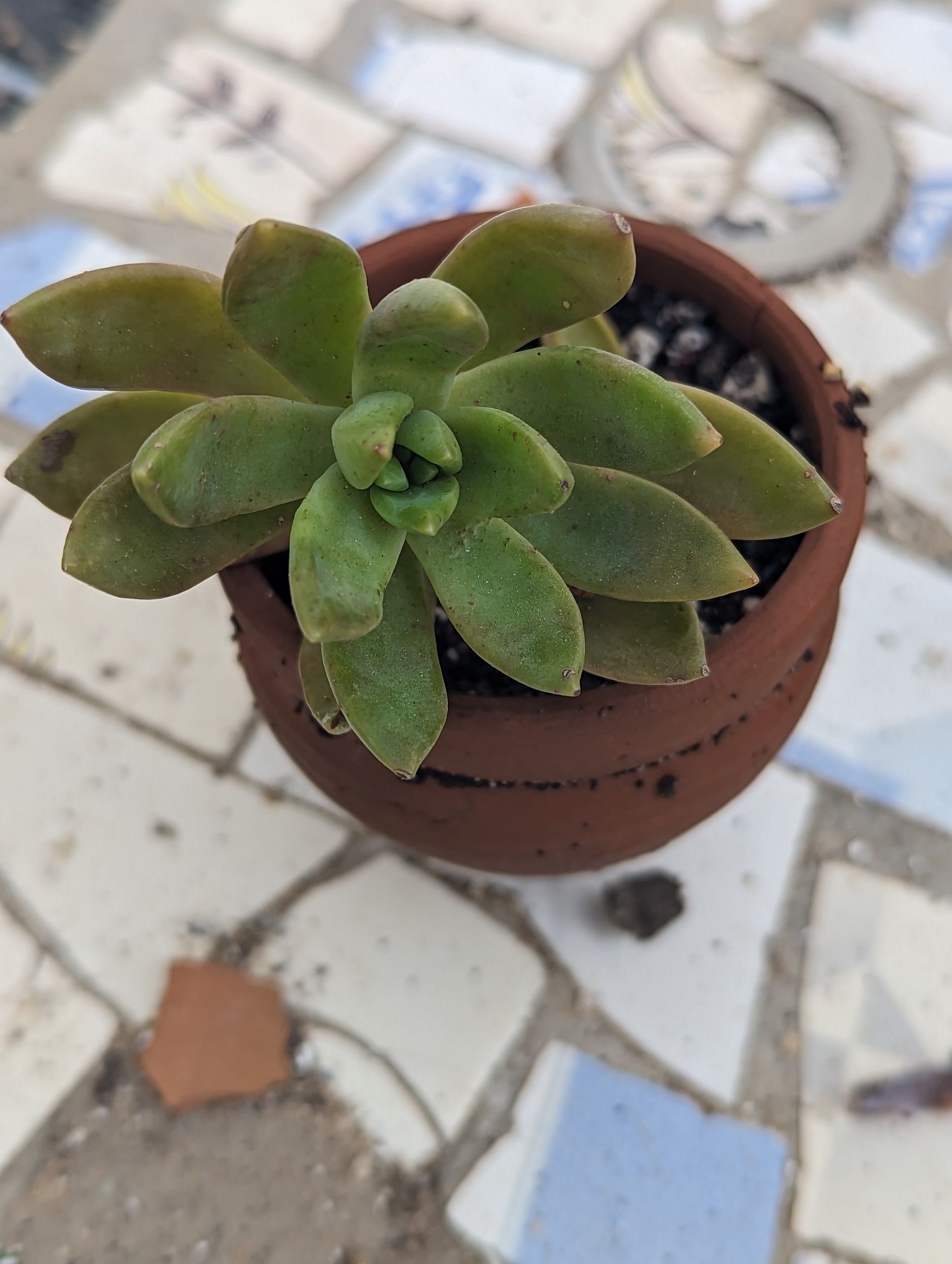 Pachyphytum hookeri succulent in a terracotta pot on a mosaic surface.