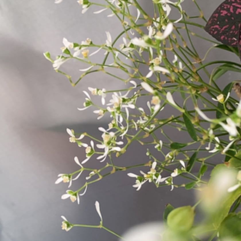 Photo of the plant species Euphorbia 'Diamond Frost' by @BrightMoonglow named Azelle on Greg, the plant care app