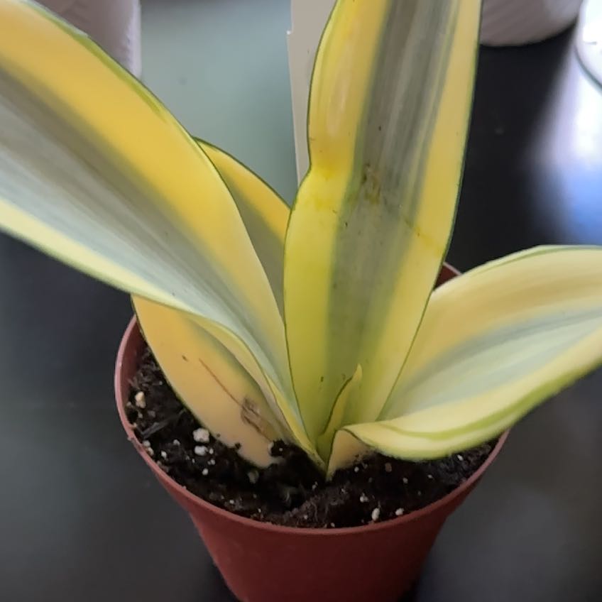 Photo of the plant species Ghost Snake Plant by @BrotherWaxivy named Tolkien on Greg, the plant care app