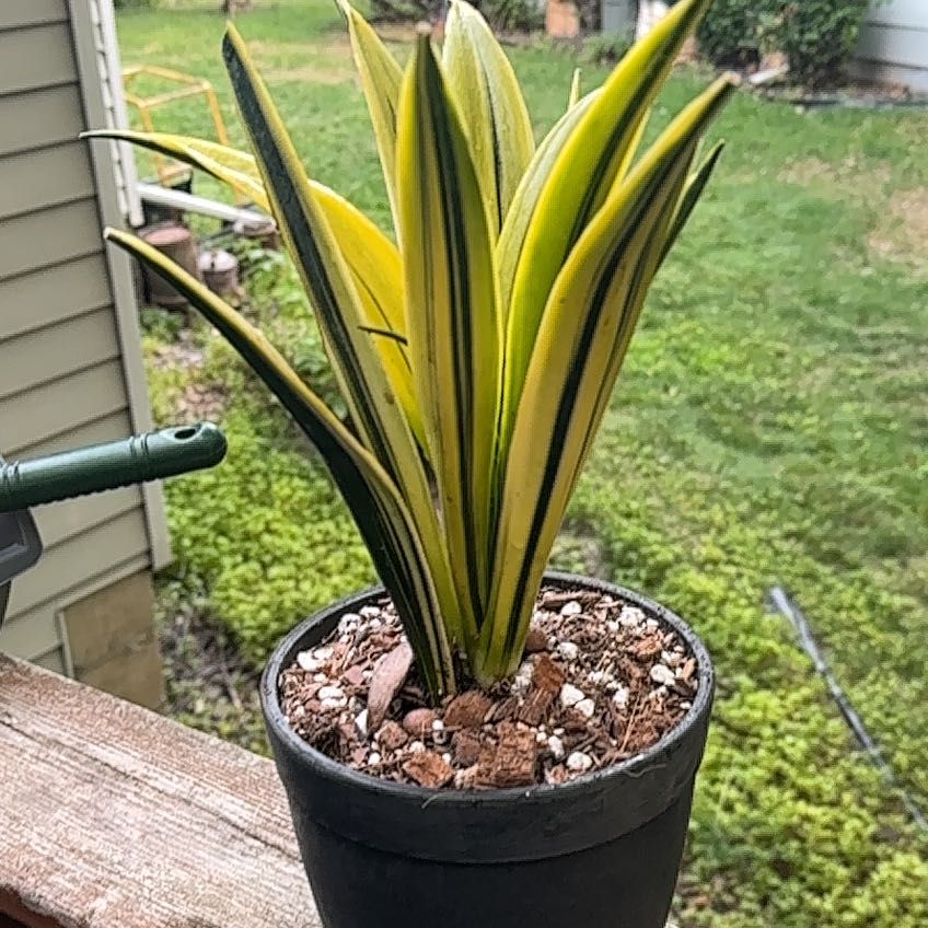 Photo of the plant species Sansevieria 'La Rubia' by @BrotherWaxivy named Maya on Greg, the plant care app