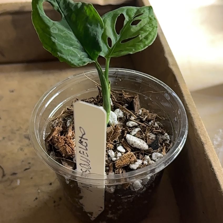 Young Monstera esqueleto plant in a small transparent container with visible soil.