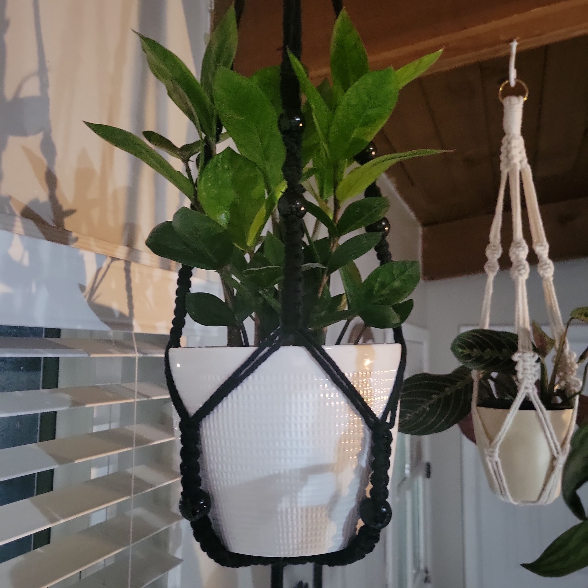 Chameleon ZZ Plant in a white hanging pot with vibrant green leaves, another plant in the background.