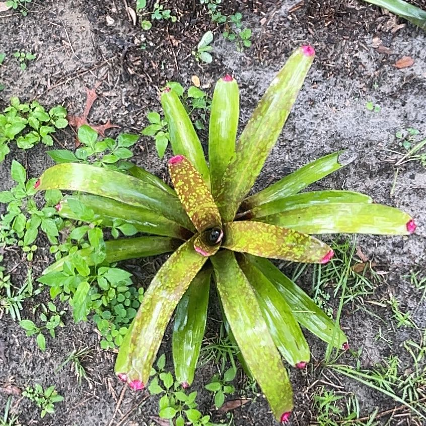 Photo of the plant species Painted Fingernail Bromeliad by @DefiniteSpinach named Sherlock on Greg, the plant care app