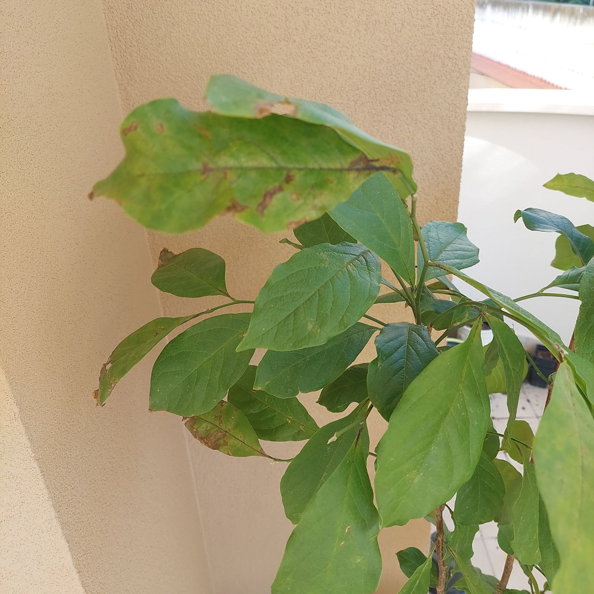 Photo of the plant species Chinese magnolia by @YardAglaonema named Susan on Greg, the plant care app