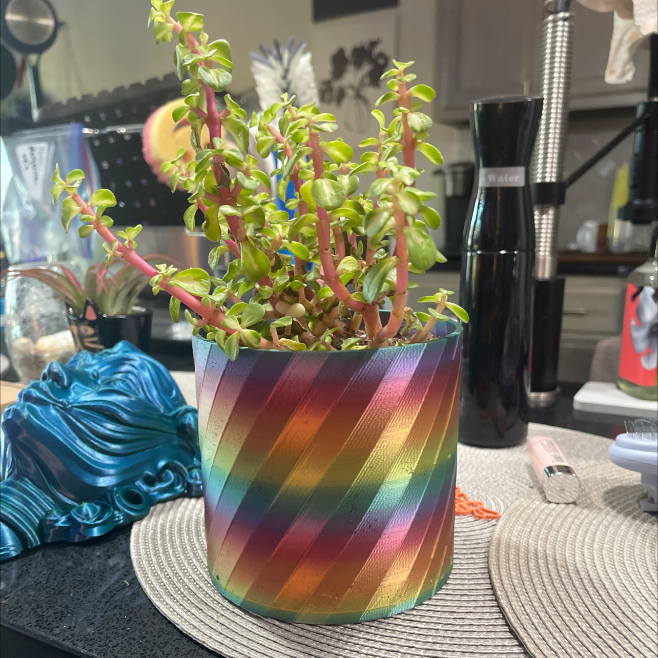 Portulacaria afra 'Kaleidoscope' plant in a colorful pot with vibrant green leaves.