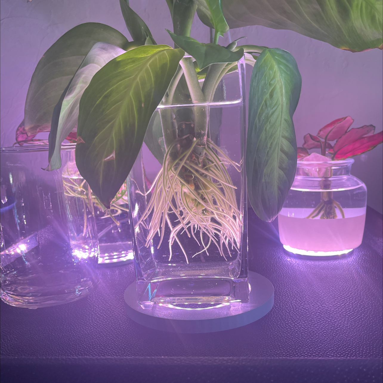 Dieffenbachia 'Tropic Marianne' plant with visible roots in water, surrounded by other plants.