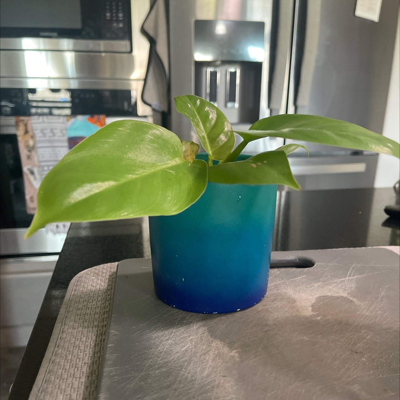 Philodendron Golden Melinonii plant in a blue pot on a kitchen counter.